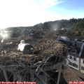 19_30-nest.jpg