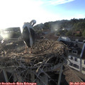 19_35-nest.jpg