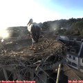 19_50-nest.jpg