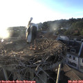 19_55-nest.jpg