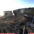 20_00-nest.jpg