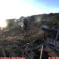 20_05-nest.jpg