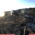20_15-nest.jpg