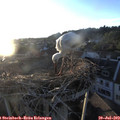 20_20-nest.jpg