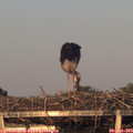20_35-mast.jpg