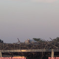 20_55-mast.jpg