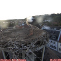 21_10-nest.jpg