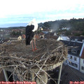 05_50-nest.jpg