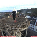 05_55-nest.jpg