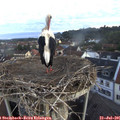06_00-nest.jpg
