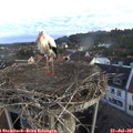 06_10-nest.jpg