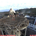 06_15-nest.jpg