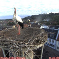 06_20-nest.jpg