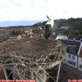 06_50-nest.jpg