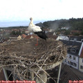 07_05-nest.jpg