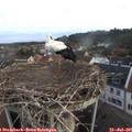 07_10-nest.jpg