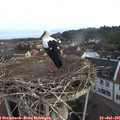 07_15-nest.jpg