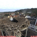 07_20-nest.jpg