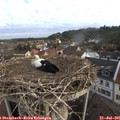 07_40-nest.jpg