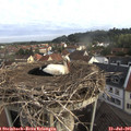 07_50-nest.jpg