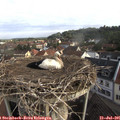 08_05-nest.jpg