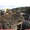 08_20-nest.jpg