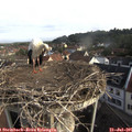 08_30-nest.jpg