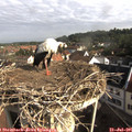 08_40-nest.jpg