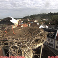 08_50-nest.jpg
