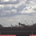 09_00-mast.jpg