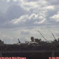 09_05-mast.jpg