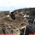 09_25-nest.jpg