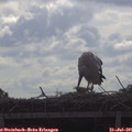09_30-mast.jpg