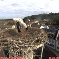 09_30-nest.jpg