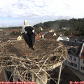 09_35-nest.jpg