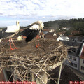 09_40-nest.jpg