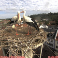 09_45-nest.jpg