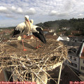 09_50-nest.jpg