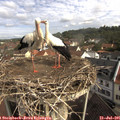 09_55-nest.jpg