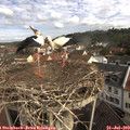 10_00-nest.jpg