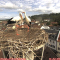 10_05-nest.jpg
