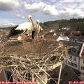 10_10-nest.jpg