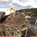 10_20-nest.jpg