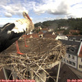 10_25-nest.jpg