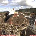 10_30-nest.jpg
