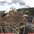 10_40-nest.jpg