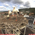 10_45-nest.jpg