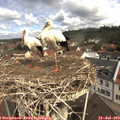 10_50-nest.jpg