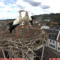 10_55-nest.jpg