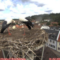 11_00-nest.jpg